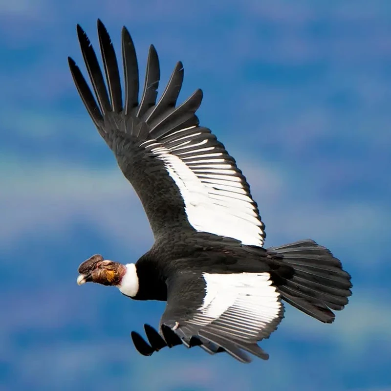 Cóndor Patagonia